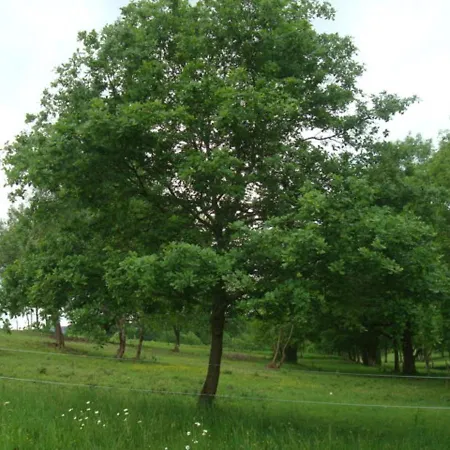 Viguier Rum i privatbostad Almayrac